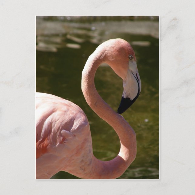 rosa flamingo-fågel vykort (Framsida)