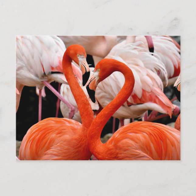 Rosa Flamingo Flock Kärlek Heart Valentine Bird Vykort (Framsida)