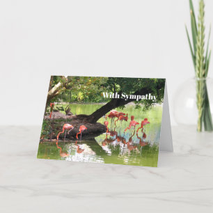 Rosa Flamingo Flock Wildlife Photo Sympathy Kort