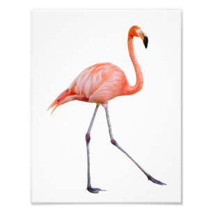 Rosa Flamingo Fototryck