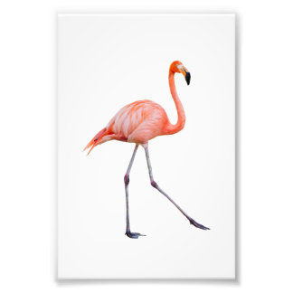 Rosa Flamingo Fototryck