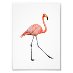 Rosa Flamingo Fototryck