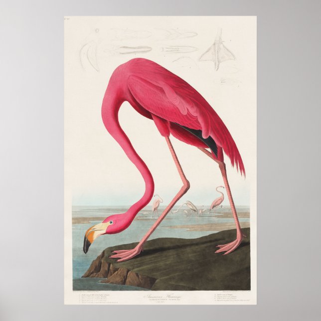 Rosa Flamingo från amerikanska fåglar (1827) Poster (Framsidan)