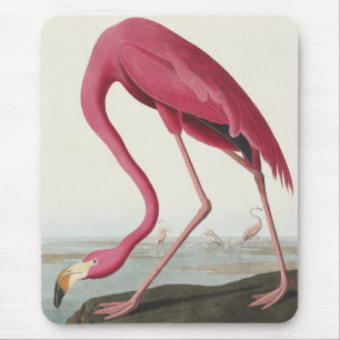 Rosa Flamingo från amerikanska fåglar Musmatta