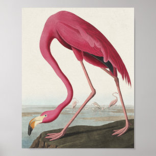 Rosa Flamingo från amerikanska fåglar Poster