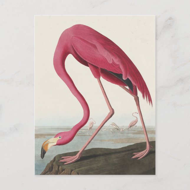 Rosa Flamingo från amerikanska fåglar Vykort (Framsida)