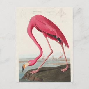Rosa flamingo från Birds of America (1827) Vykort