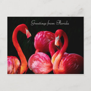 Rosa Flamingo Hälsningar från Florida , Helg Vykort