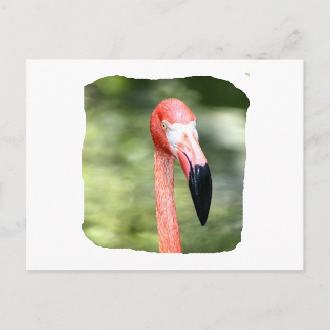 Rosa flamingo head-fotograf grönt bakgrund vykort (Framsida)
