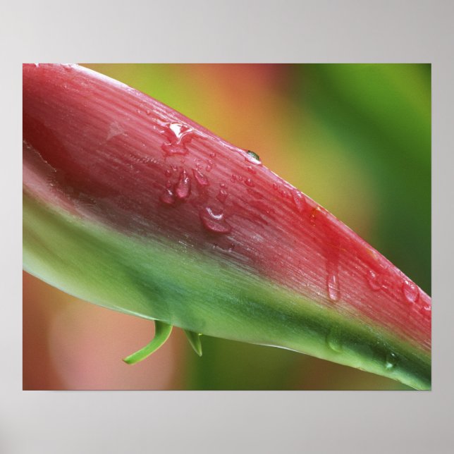Rosa Flamingo Heliconia (Heliconia chartacea), Hil Poster (Framsidan)