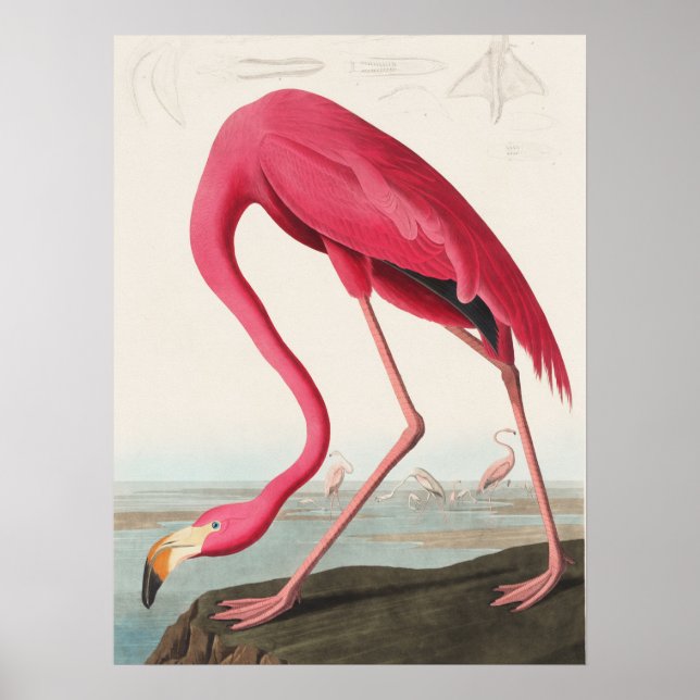 Rosa Flamingo illustration Poster (Framsidan)