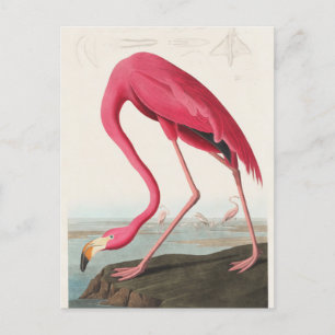 Rosa Flamingo illustration Vykort