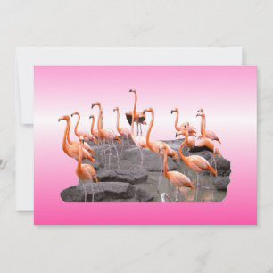 Rosa Flamingo-inbjudan Inbjudningar
