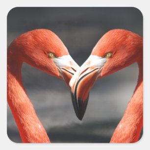 Rosa Flamingo Kärlek Sticker Fyrkantigt Klistermärke
