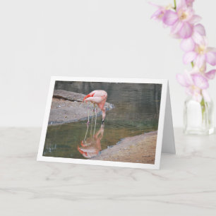 Rosa Flamingo Kort