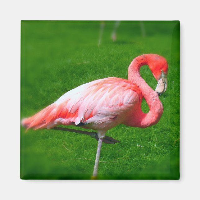 Rosa Flamingo Magnet (Framsidan)