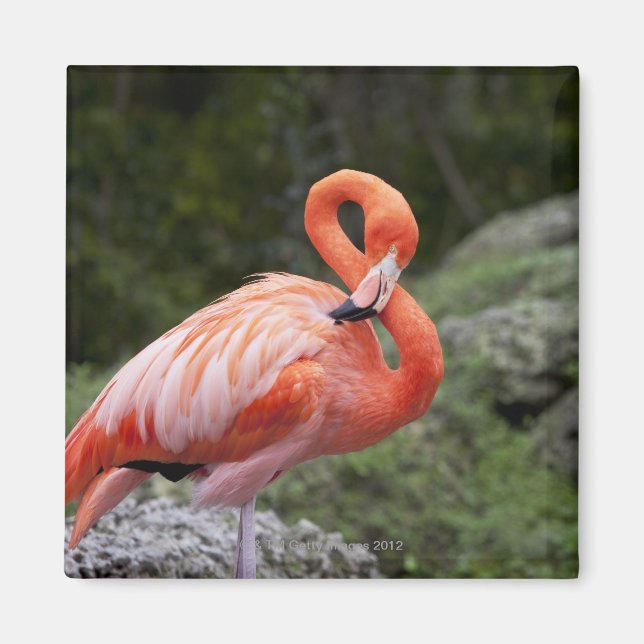 Rosa Flamingo Magnet (Framsidan)