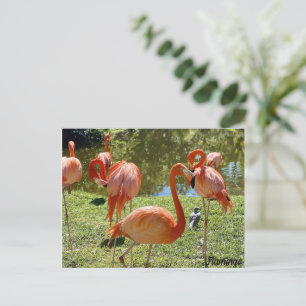 Rosa Flamingo Nature Vykort