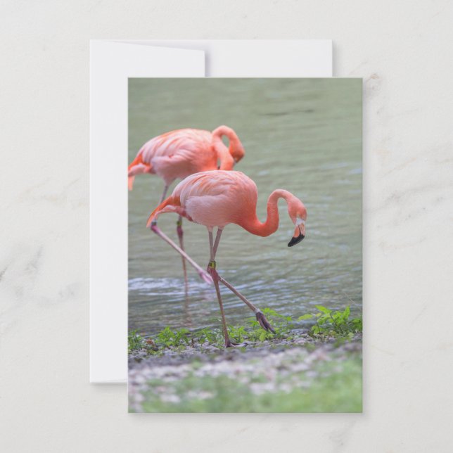 Rosa Flamingo Notecard Tack Kort (Framsida)