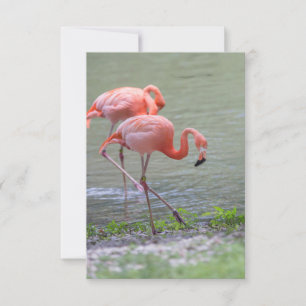 Rosa Flamingo Notecard Tack Kort