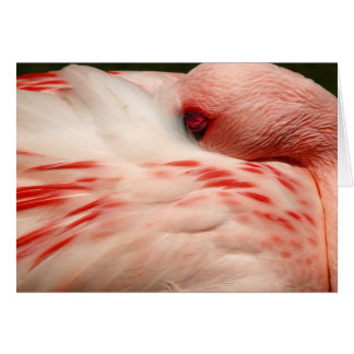 Rosa Flamingo OBS Kort
