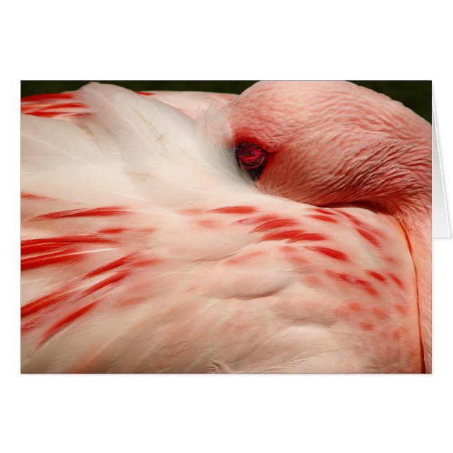 Rosa Flamingo OBS Kort (Framsidan Horizontal)