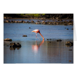 Rosa Flamingo på Galapagosöarna Hälsningskort