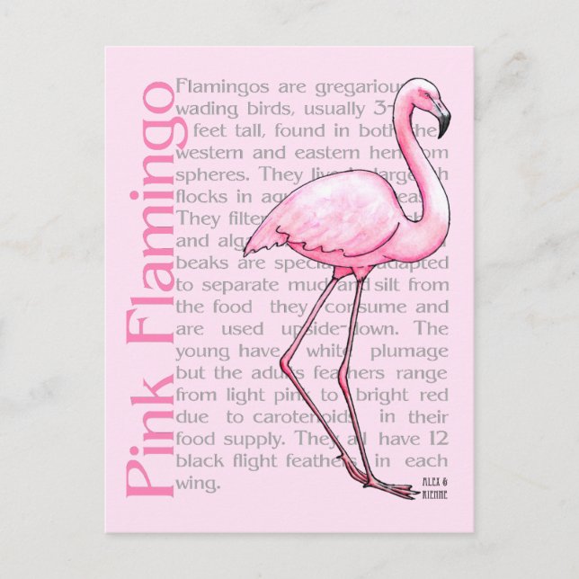 Rosa Flamingo på text Vykort (Framsida)