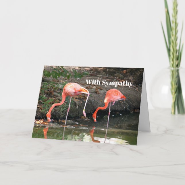 Rosa Flamingo Pair Wildlife Photo Sympathy Kort (Framsida)