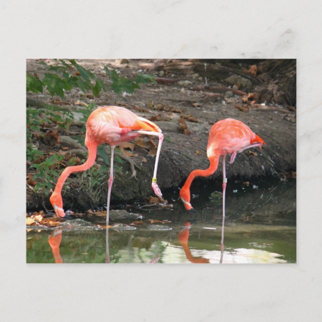 Rosa Flamingo Pair Wildlife Photo Vykort (Framsida)