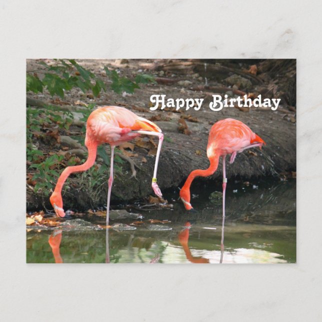 Rosa Flamingo Par Vilda Djur Foto Födelsedag Vykort (Framsida)