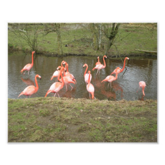 Rosa Flamingo Photo Fototryck