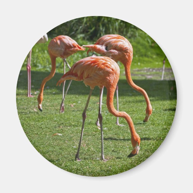 Rosa Flamingo Porträtt Ritning Effekt Konst Magnet (Framsidan)