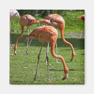Rosa Flamingo Porträtt Ritning Effekt Konst Magnet