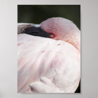 Rosa Flamingo Porträtt Ritning Effekt Konst Poster