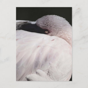 Rosa Flamingo Porträtt Ritning Effekt Konst Vykort