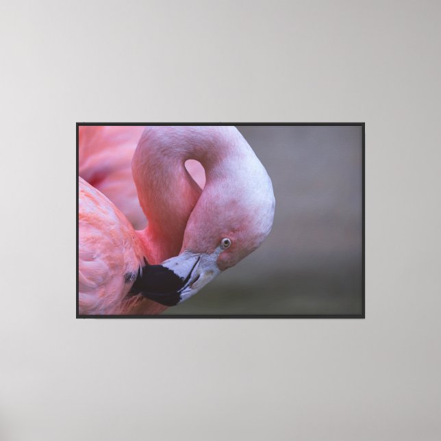 Rosa Flamingo Porträtt Sträckt Canvastryck (Framsida)