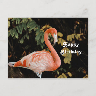 Rosa Flamingo Porträtt Vilda Djur Foto Födelsedag Vykort