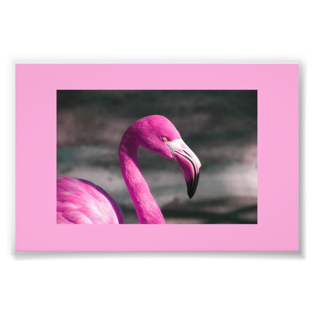 Rosa Flamingo Posin Söt Fototryck (Framsidan)