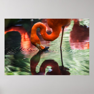 ROSA FLAMINGO POSTER