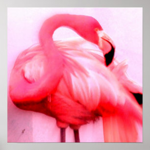 Rosa Flamingo Poster