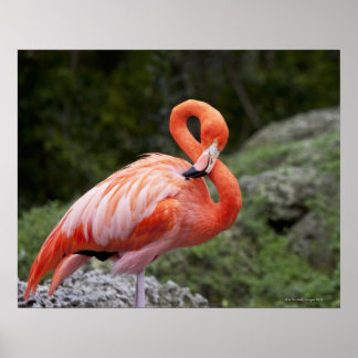 Rosa Flamingo Poster