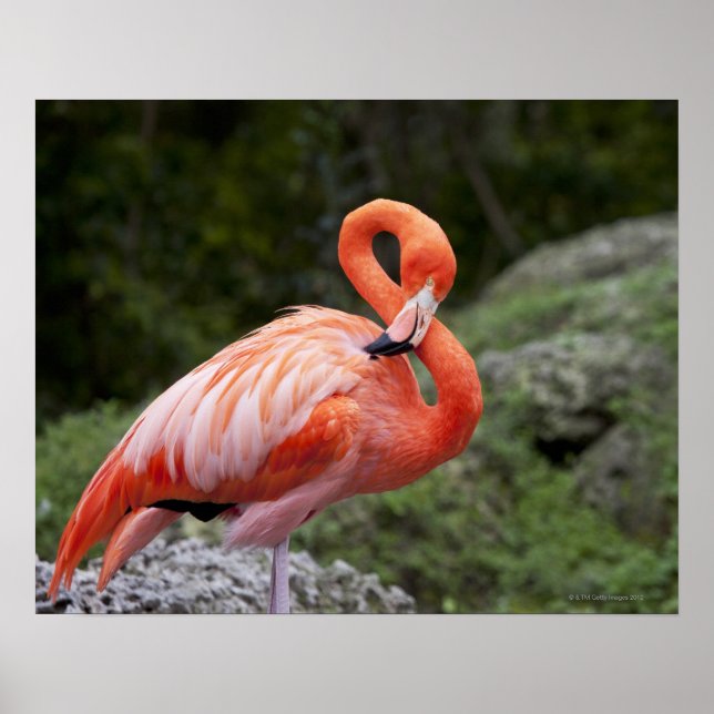 Rosa Flamingo Poster (Framsidan)