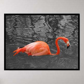 Rosa Flamingo Poster
