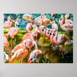 Rosa Flamingo Poster