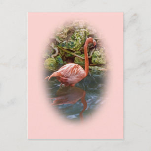 Rosa Flamingo reflekterat i vykort för floden