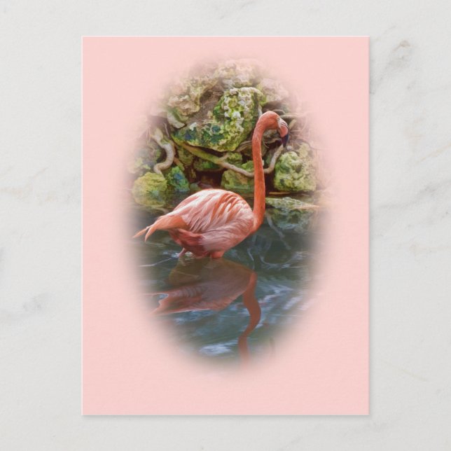 Rosa Flamingo reflekterat i vykort för floden (Framsida)