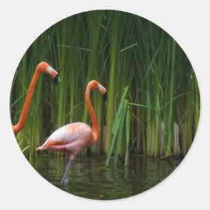 ROSA FLAMINGO RUNT KLISTERMÄRKE