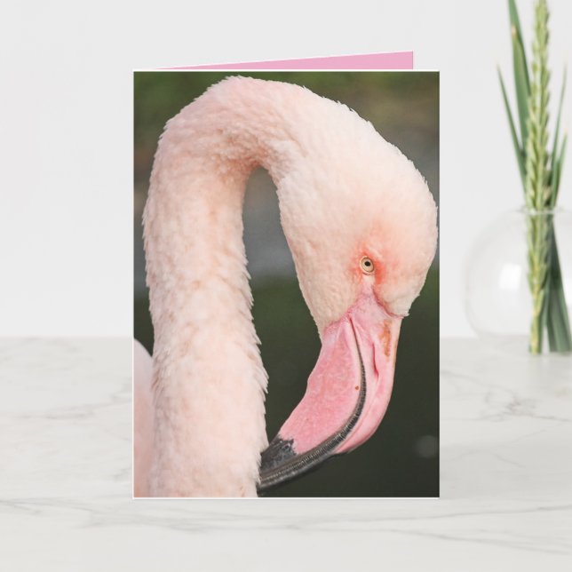 ROSA FLAMINGO STAY FABULOUS BIRTHDAY Card Tack Kort (Framsida)