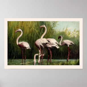 Rosa Flamingo-utskrift för Vintage Poster